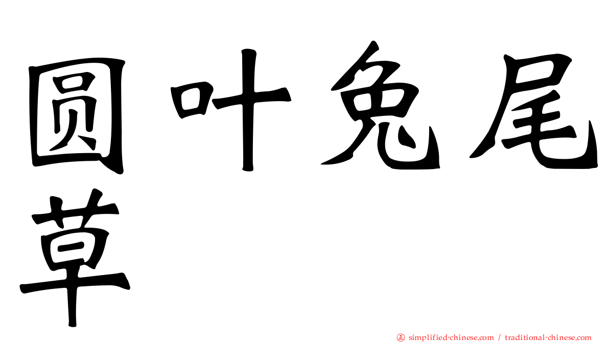 圆叶兔尾草