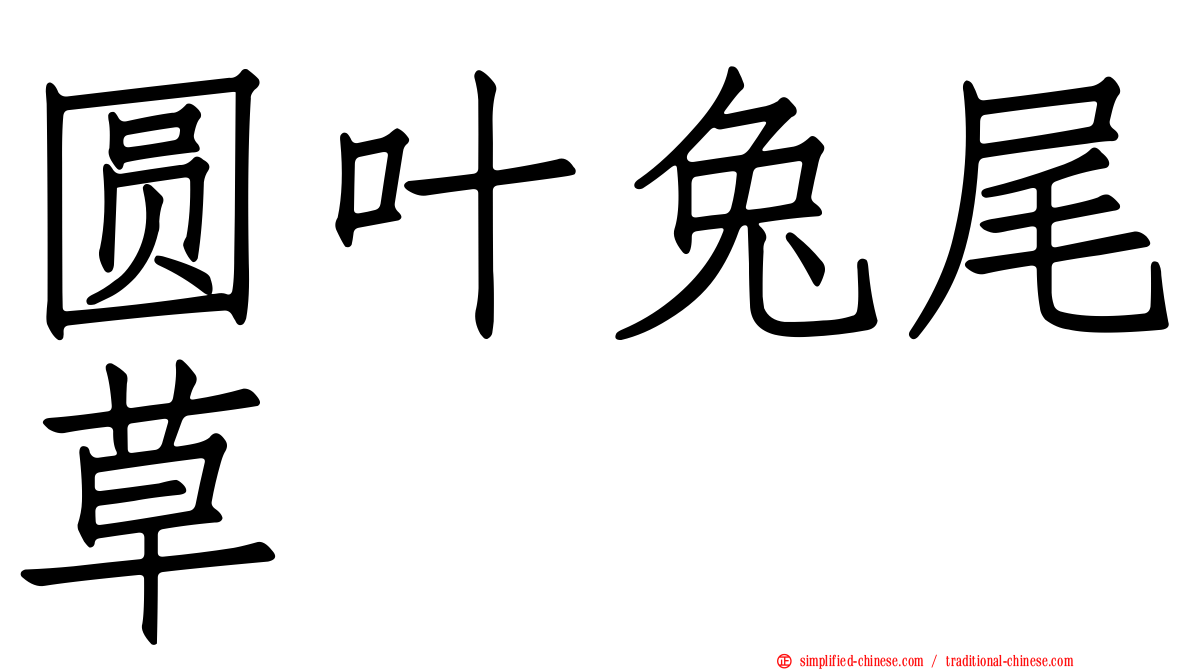 圆叶兔尾草