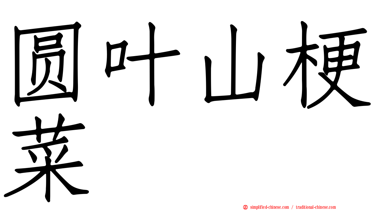 圆叶山梗菜