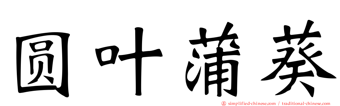 圆叶蒲葵