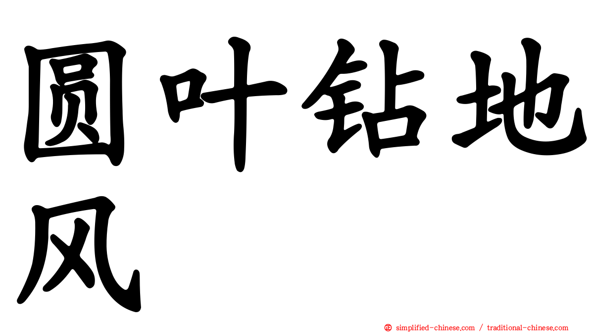 圆叶钻地风