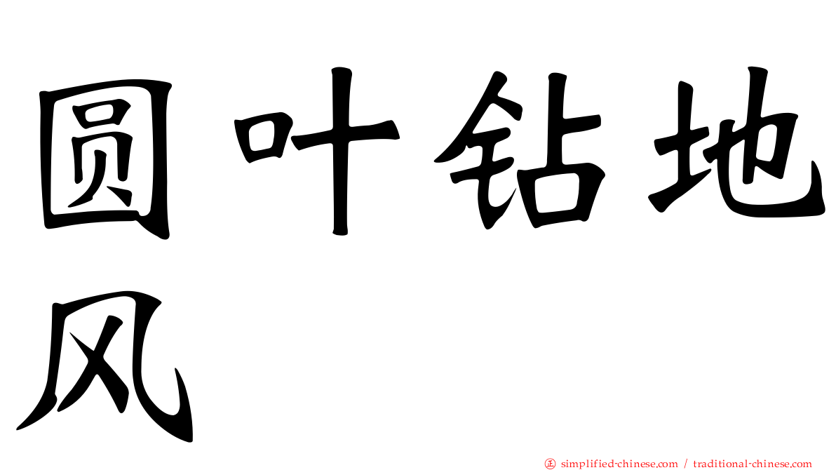 圆叶钻地风