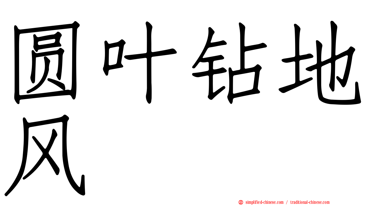 圆叶钻地风
