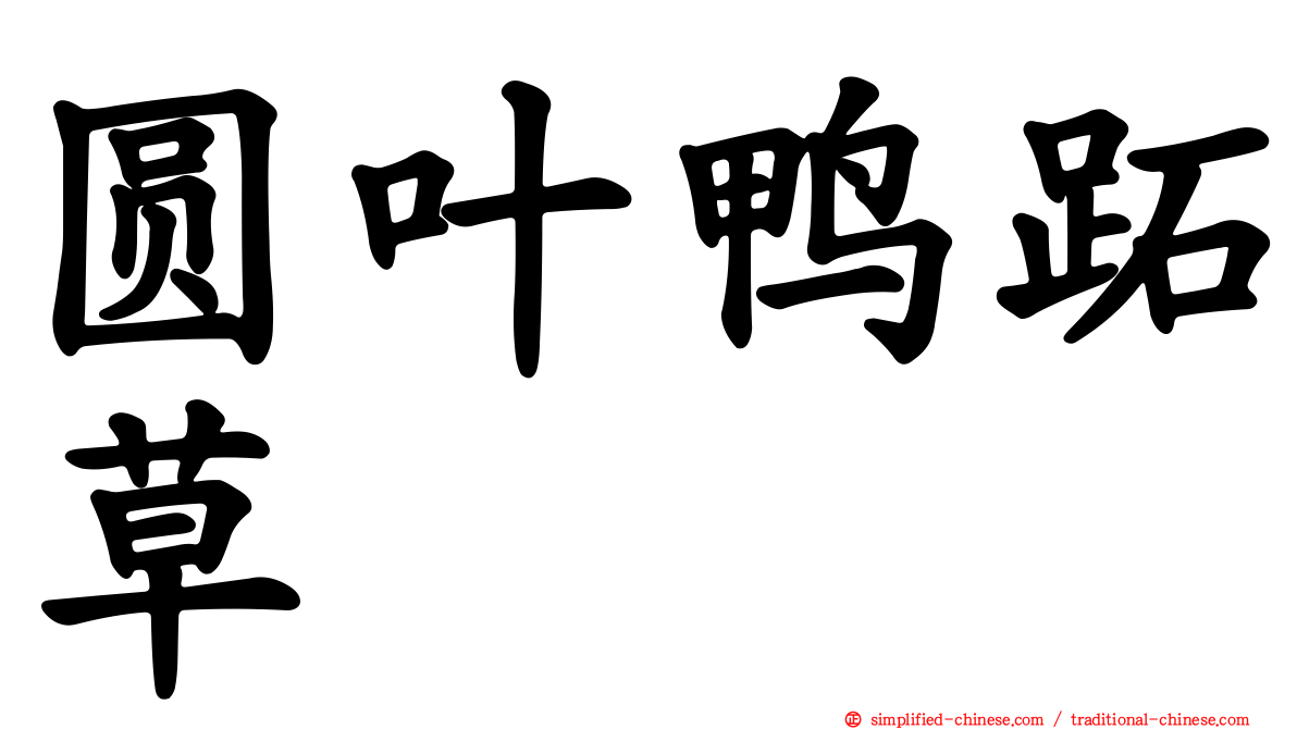 圆叶鸭跖草
