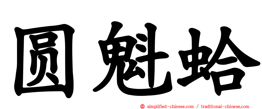 圆魁蛤