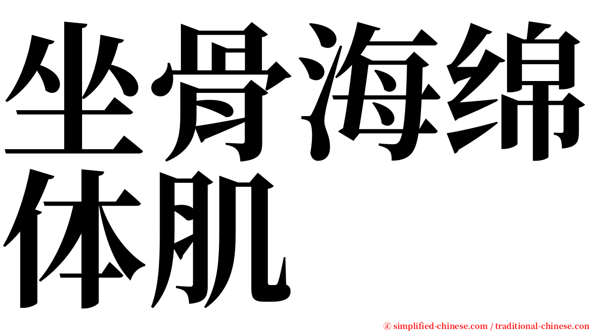 坐骨海绵体肌 serif font