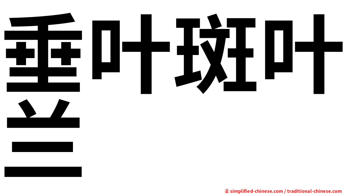 垂叶斑叶兰
