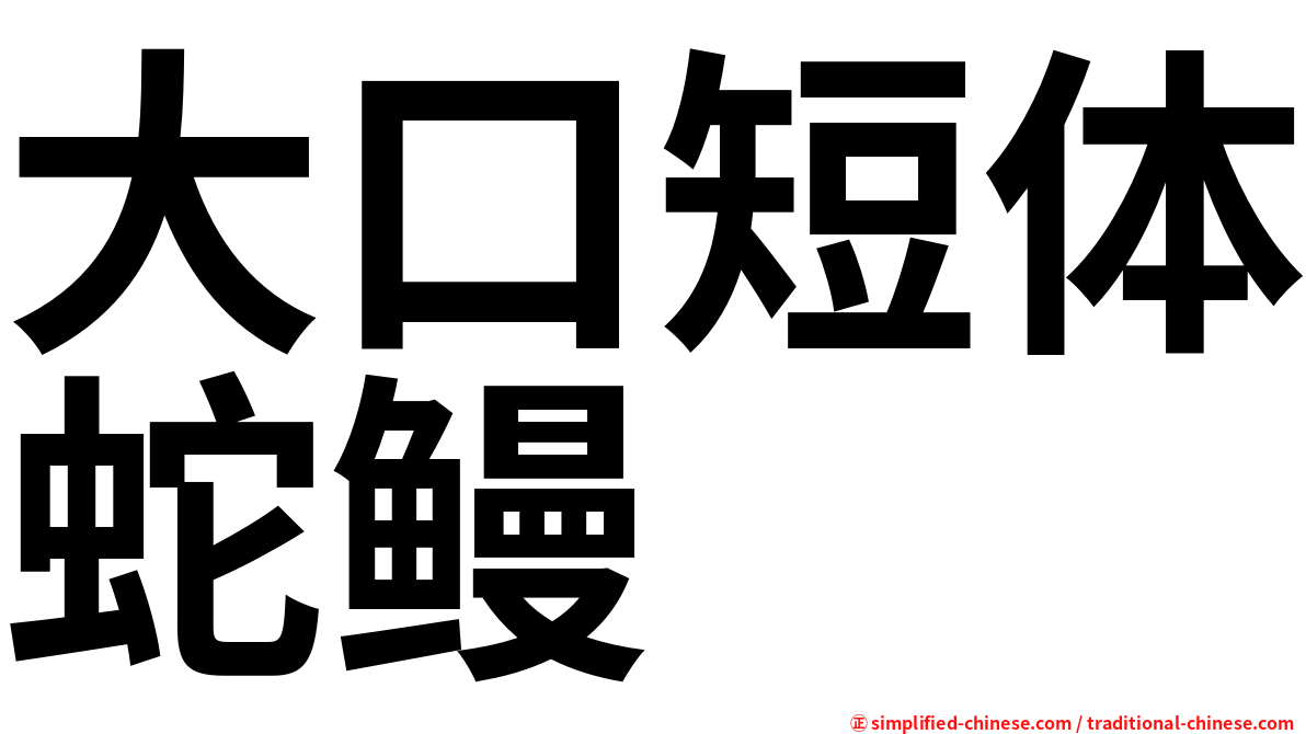 大口短体蛇鳗