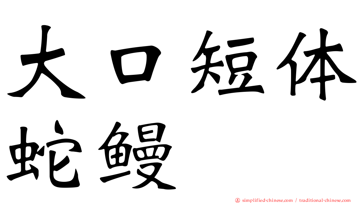 大口短体蛇鳗