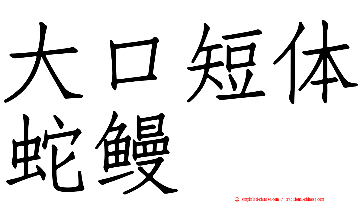 大口短体蛇鳗