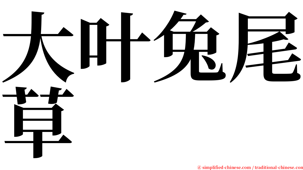 大叶兔尾草 serif font