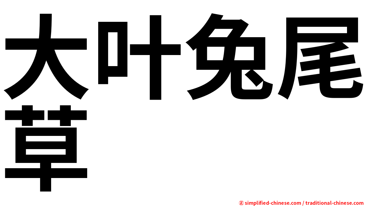 大叶兔尾草