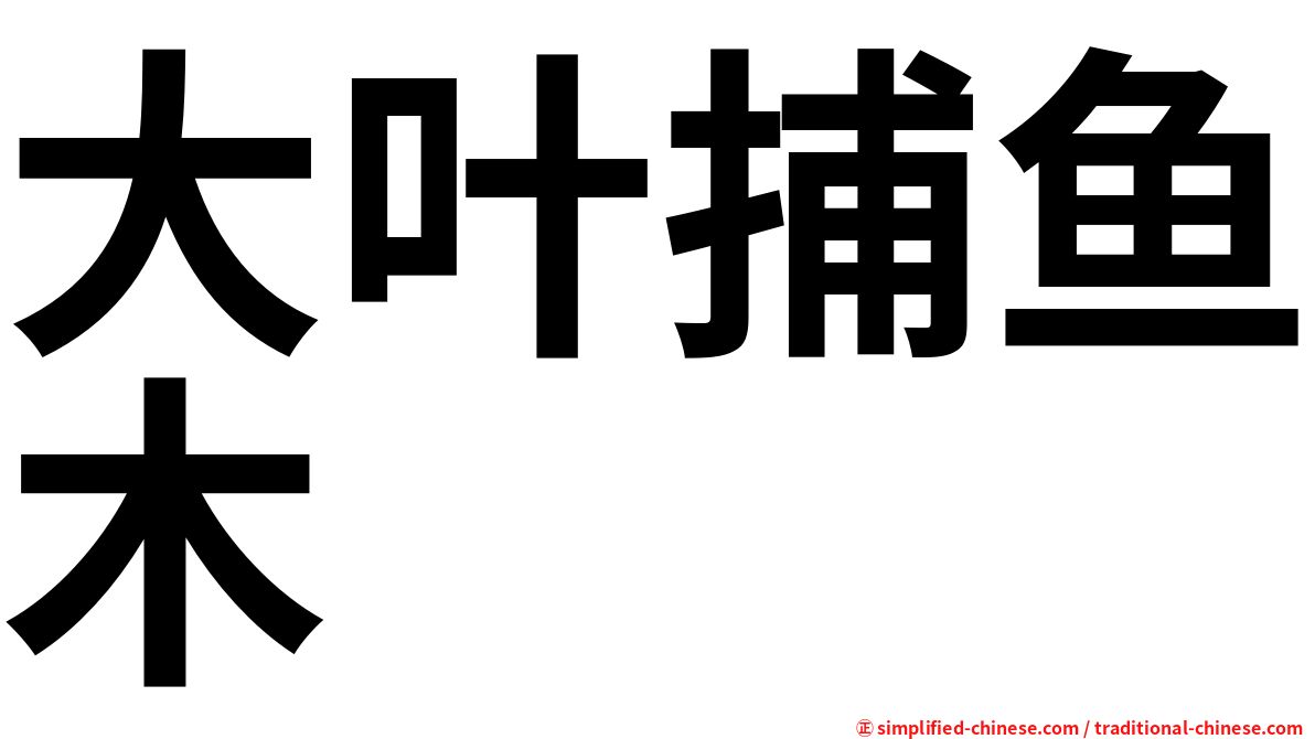 大叶捕鱼木