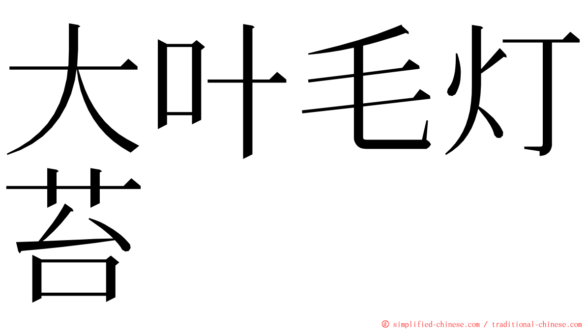 大叶毛灯苔 ming font