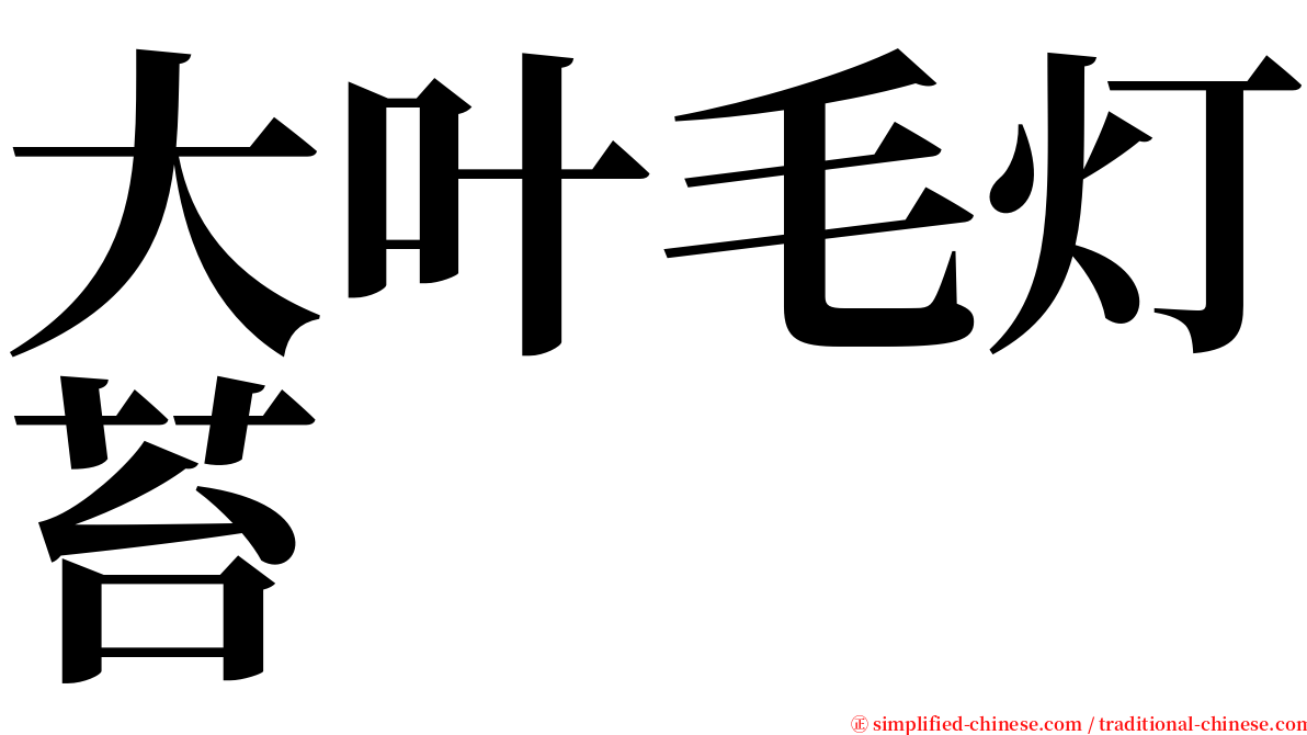 大叶毛灯苔 serif font