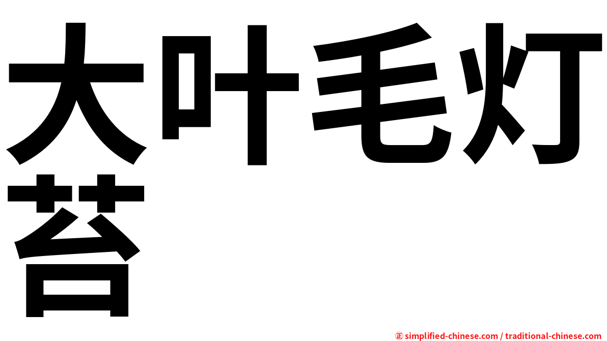 大叶毛灯苔
