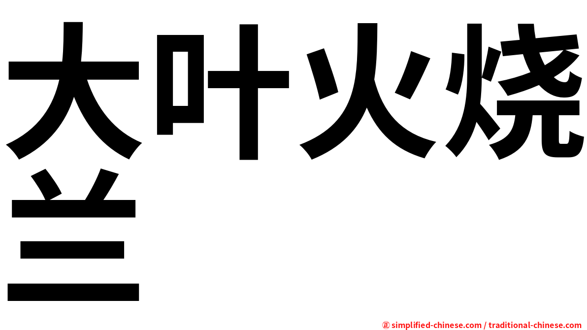 大叶火烧兰