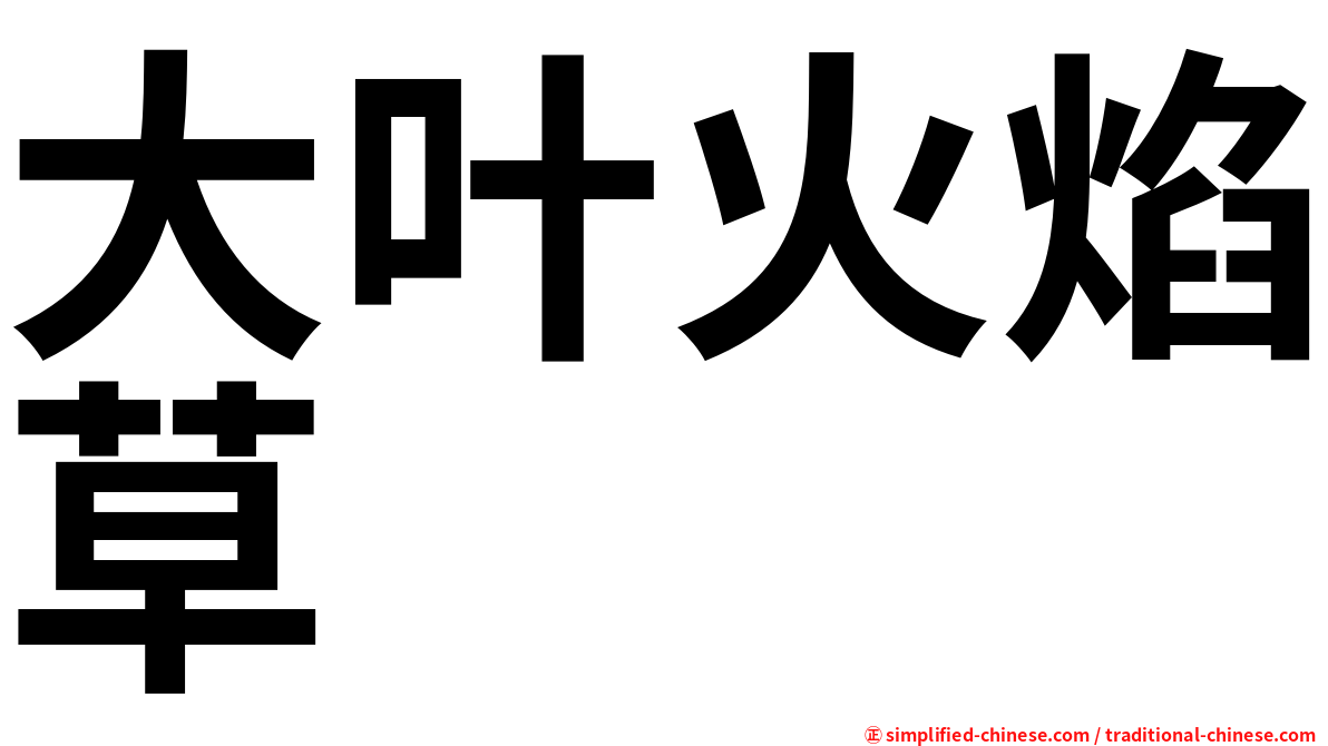 大叶火焰草