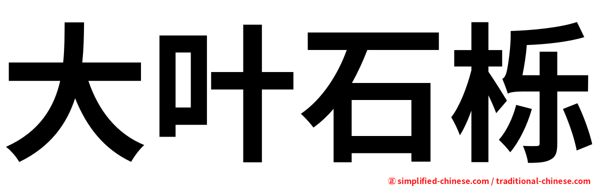大叶石栎