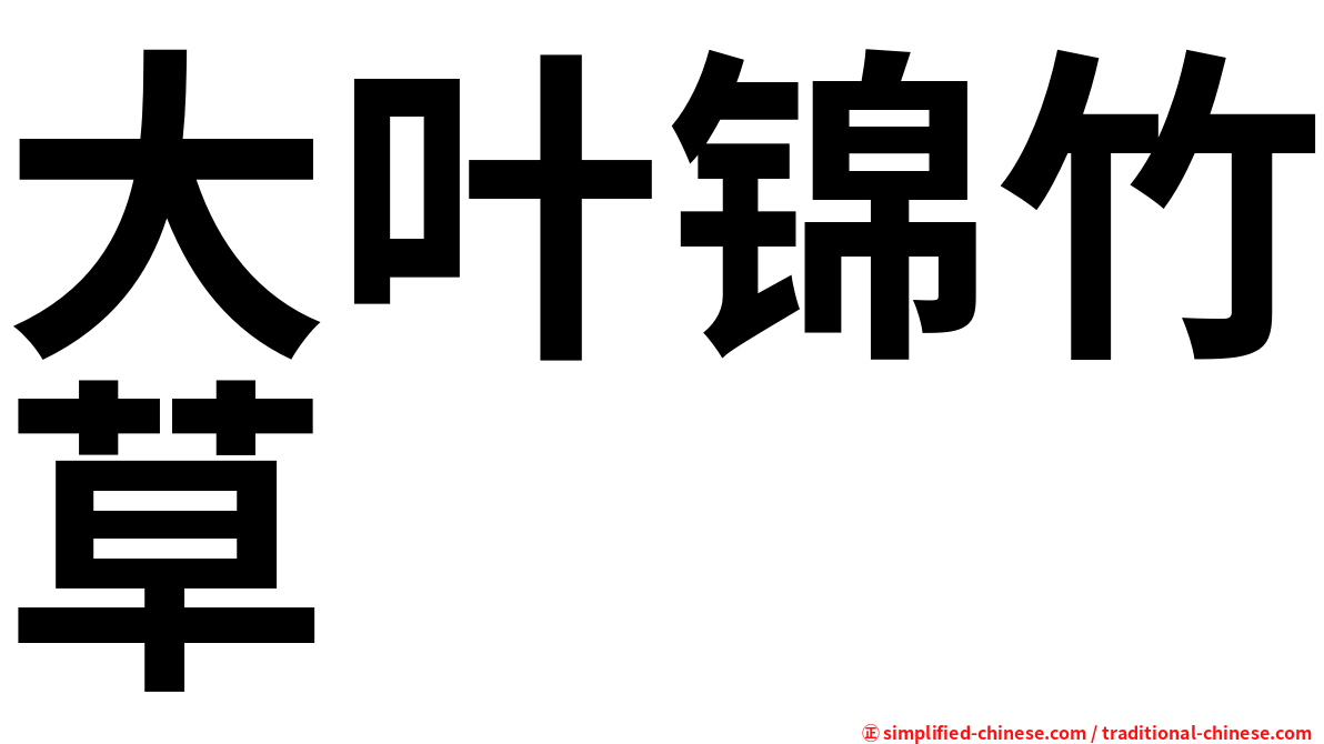 大叶锦竹草