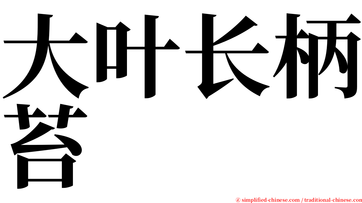 大叶长柄苔 serif font