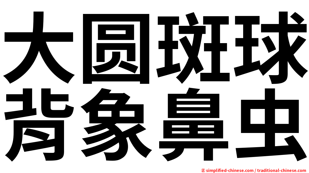 大圆斑球背象鼻虫