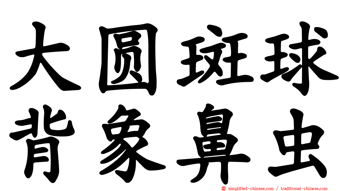大圆斑球背象鼻虫