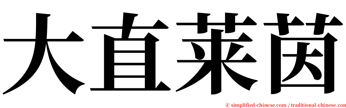大直莱茵 serif font