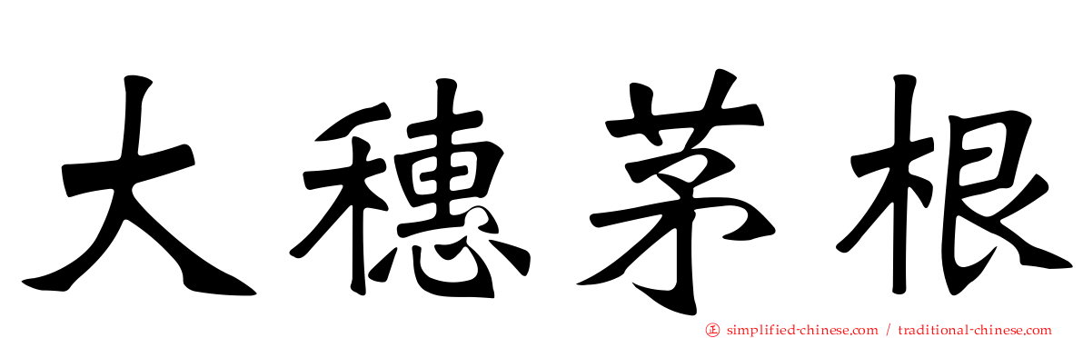 大穗茅根