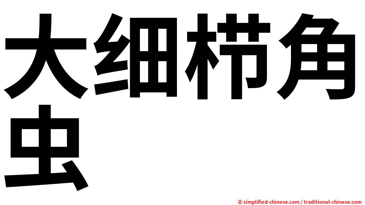 大细栉角虫