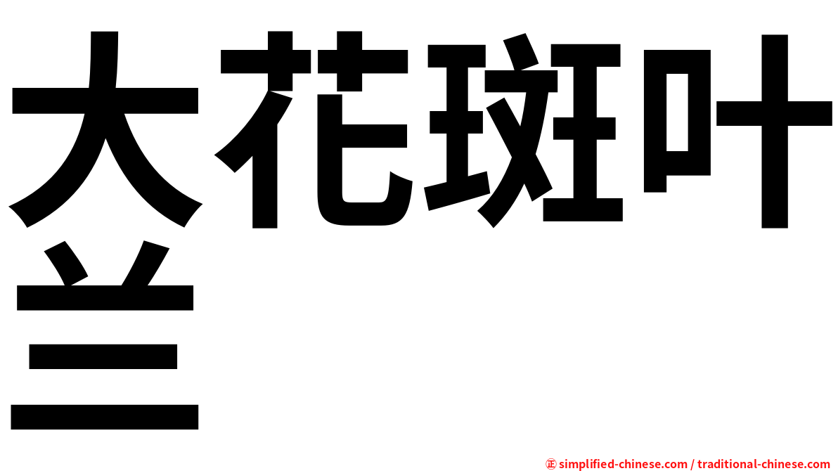 大花斑叶兰
