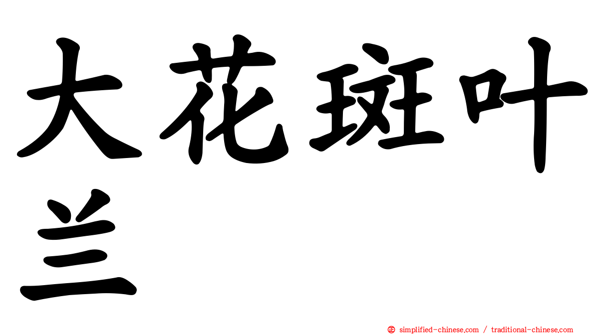 大花斑叶兰