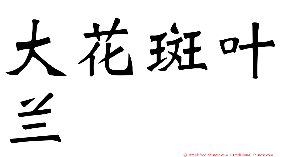 大花斑叶兰