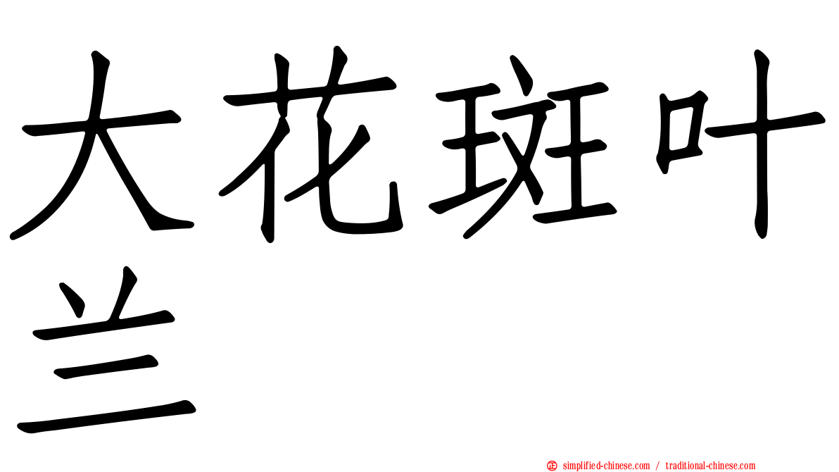 大花斑叶兰