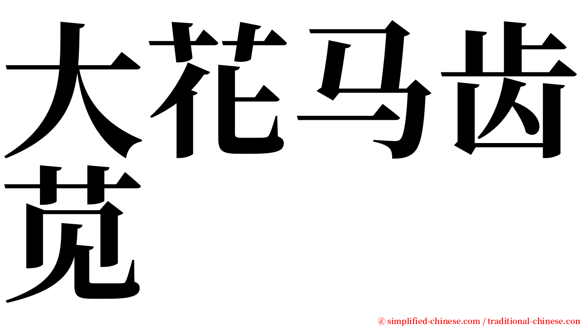 大花马齿苋 serif font