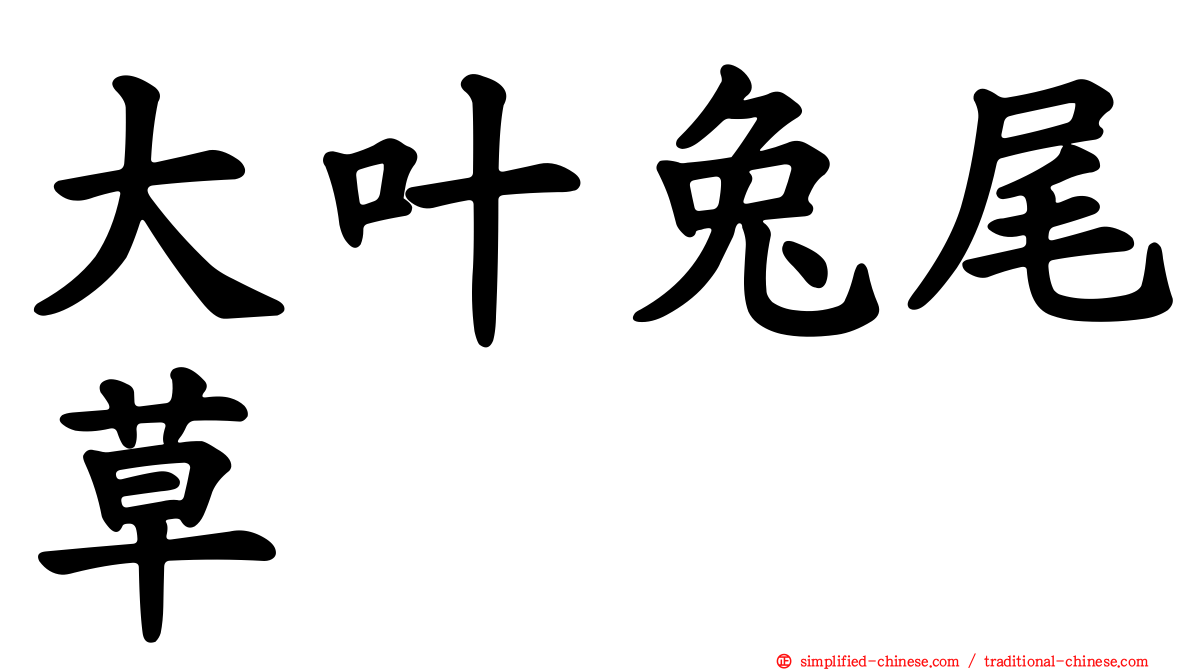 大叶兔尾草