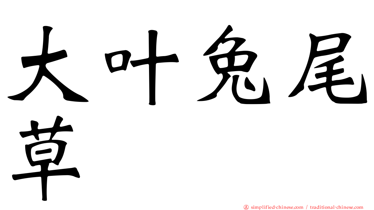 大叶兔尾草