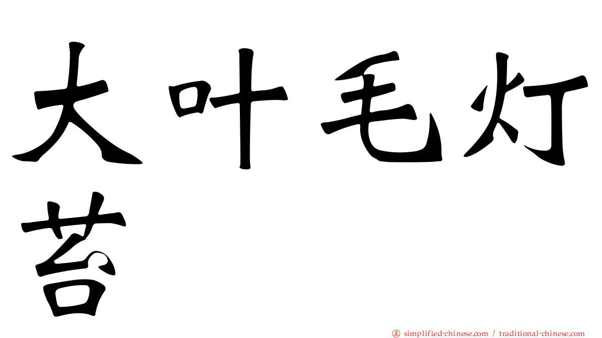 大叶毛灯苔