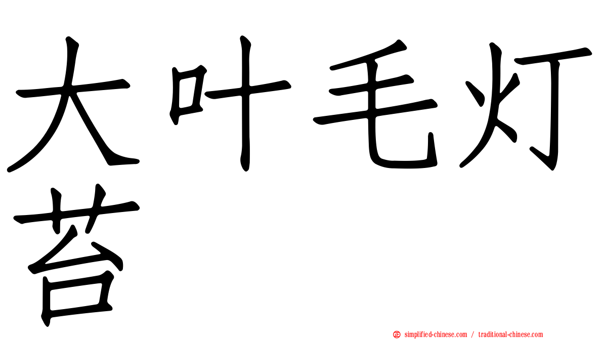 大叶毛灯苔