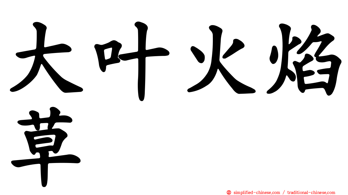 大叶火焰草
