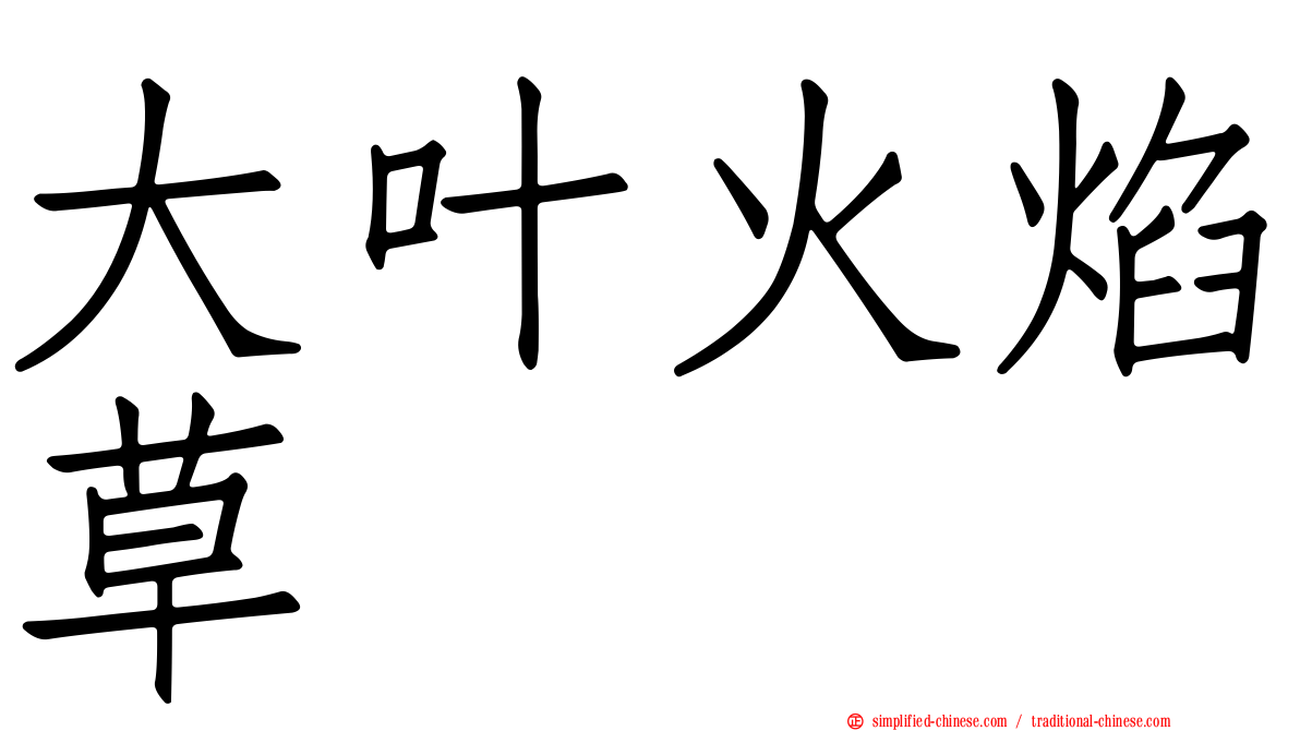大叶火焰草