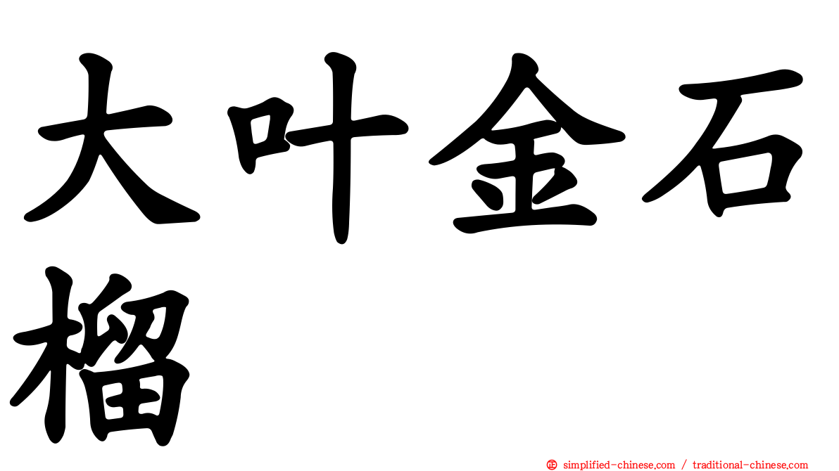 大叶金石榴