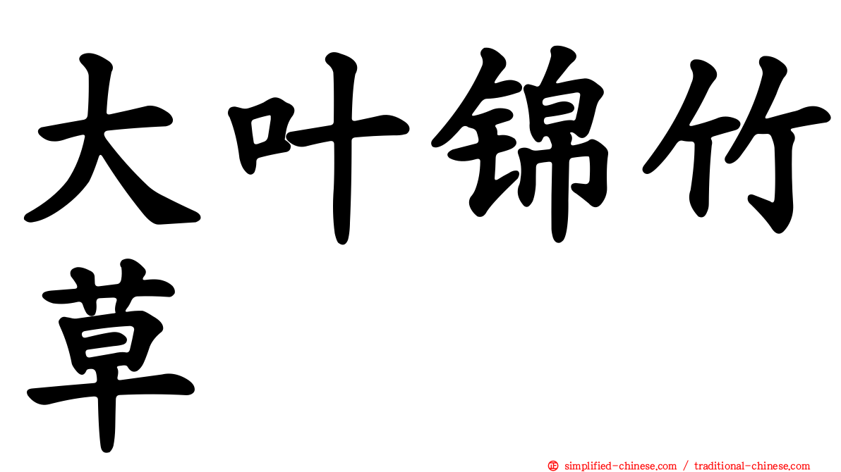 大叶锦竹草