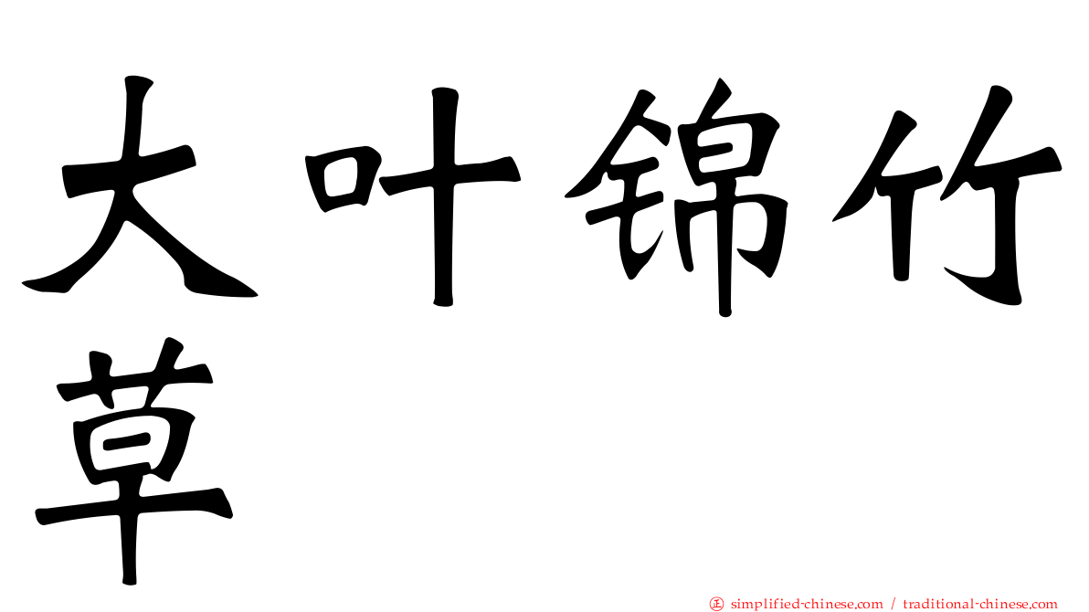 大叶锦竹草