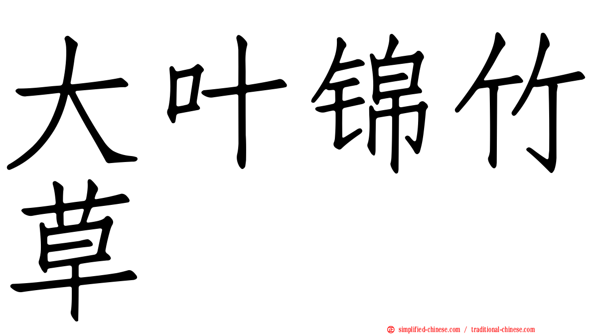大叶锦竹草