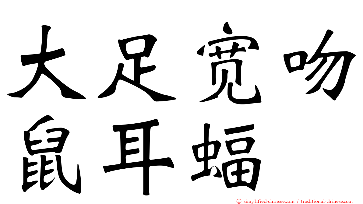 大足宽吻鼠耳蝠