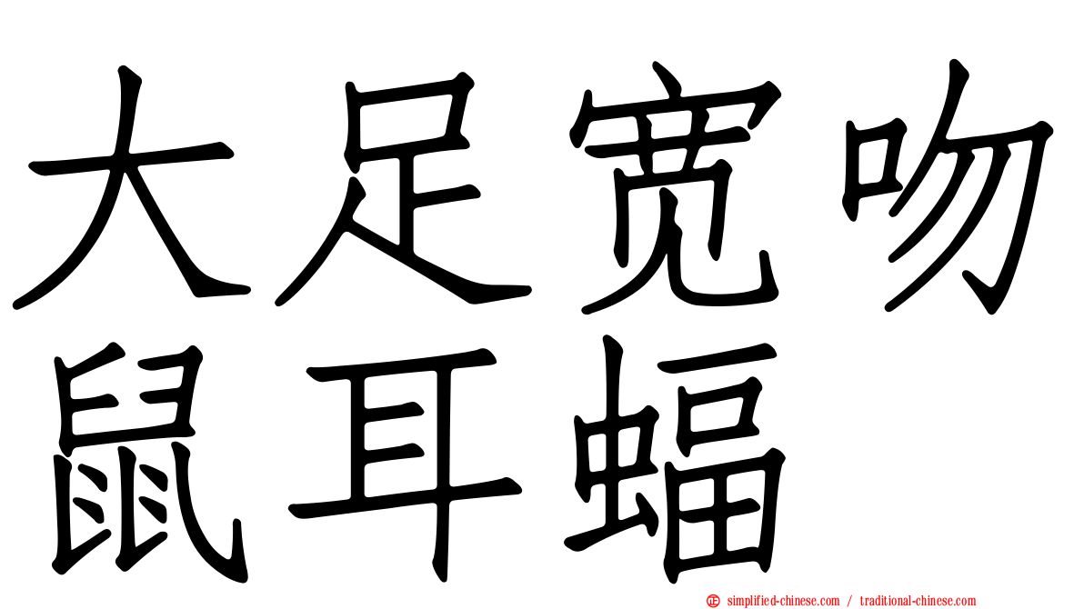 大足宽吻鼠耳蝠