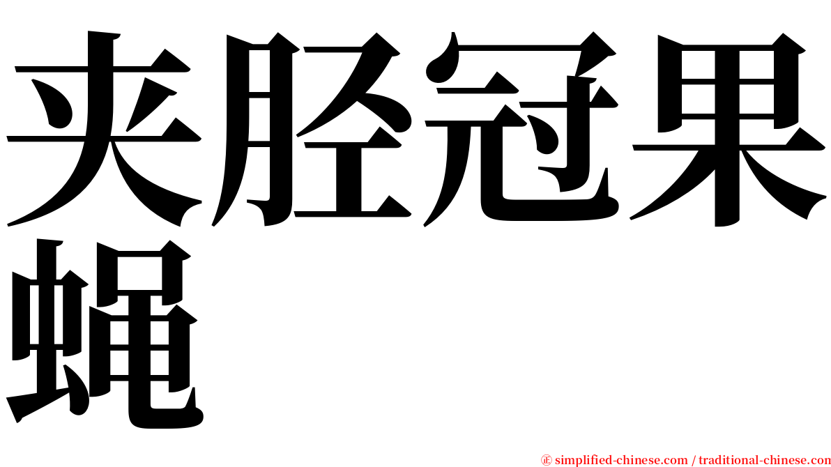 夹胫冠果蝇 serif font