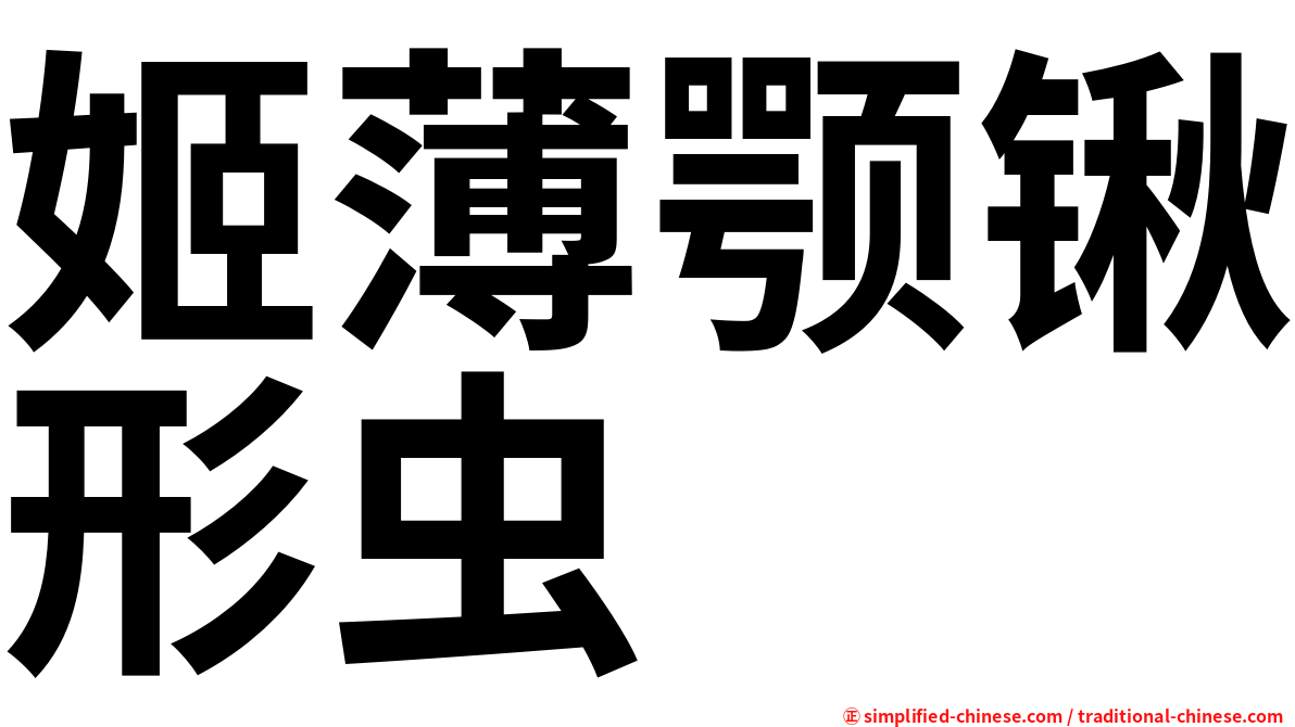 姬薄颚锹形虫