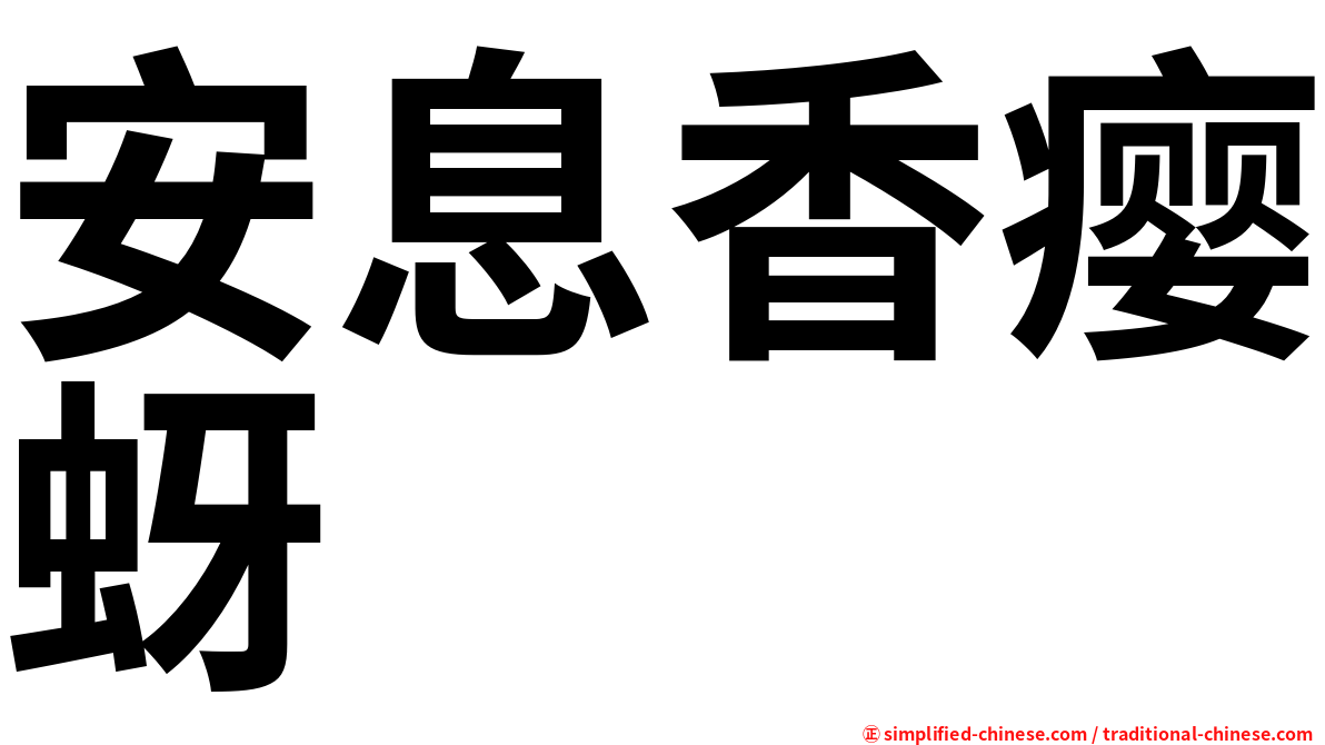 安息香瘿蚜